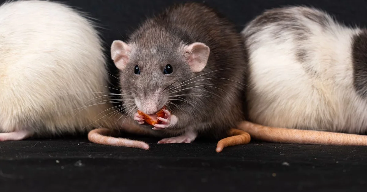 Trois rats domestiques, dont un rat gris, en train de déguster une collation en gros plan.