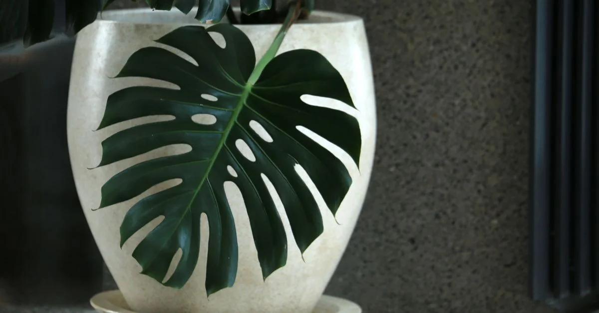 Une magnifique feuille de Monstera élégamment présentée dans un pot en céramique moderne à l'intérieur.