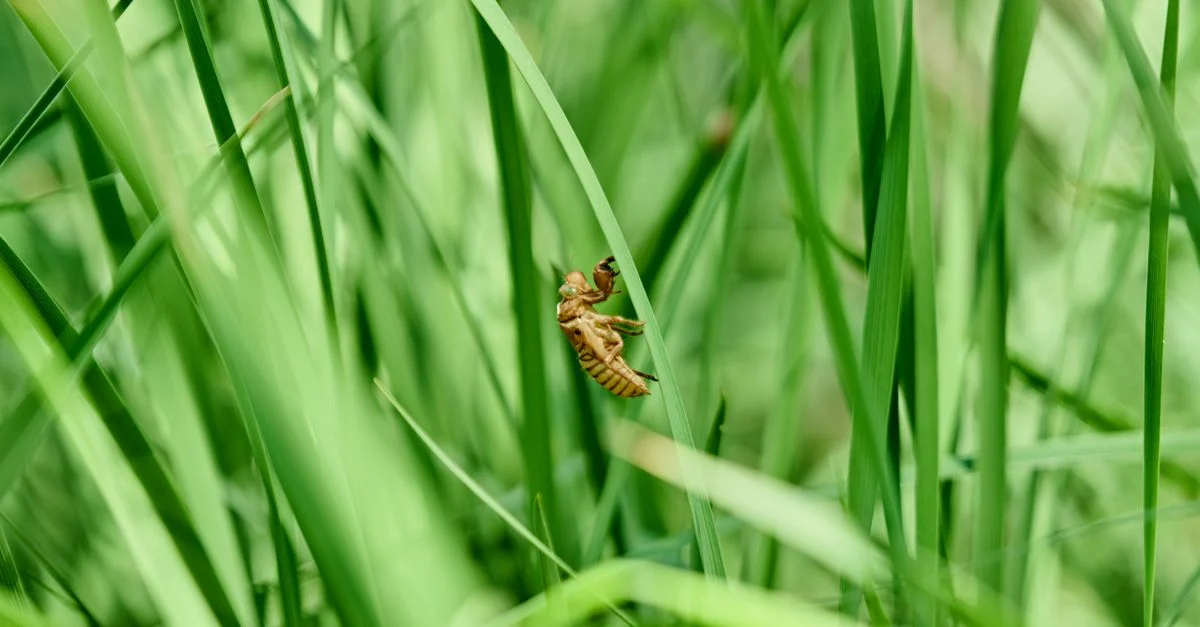 Vue détaillée d'une coque de larve d'insecte s'accrochant à de l'herbe verte, capturant la beauté de la nature.