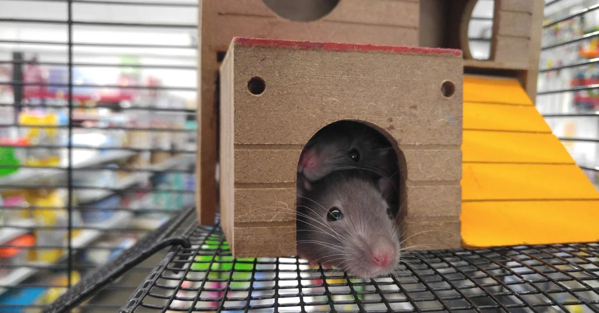 De gentils rats domestiques sortent d'une maison en bois dans une cage, capturant la vie domestique.