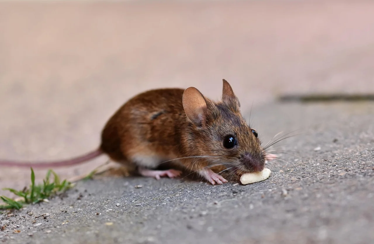 Comment effectuer une dératisation tout en assurant la sécurité de vos animaux à la maison ?