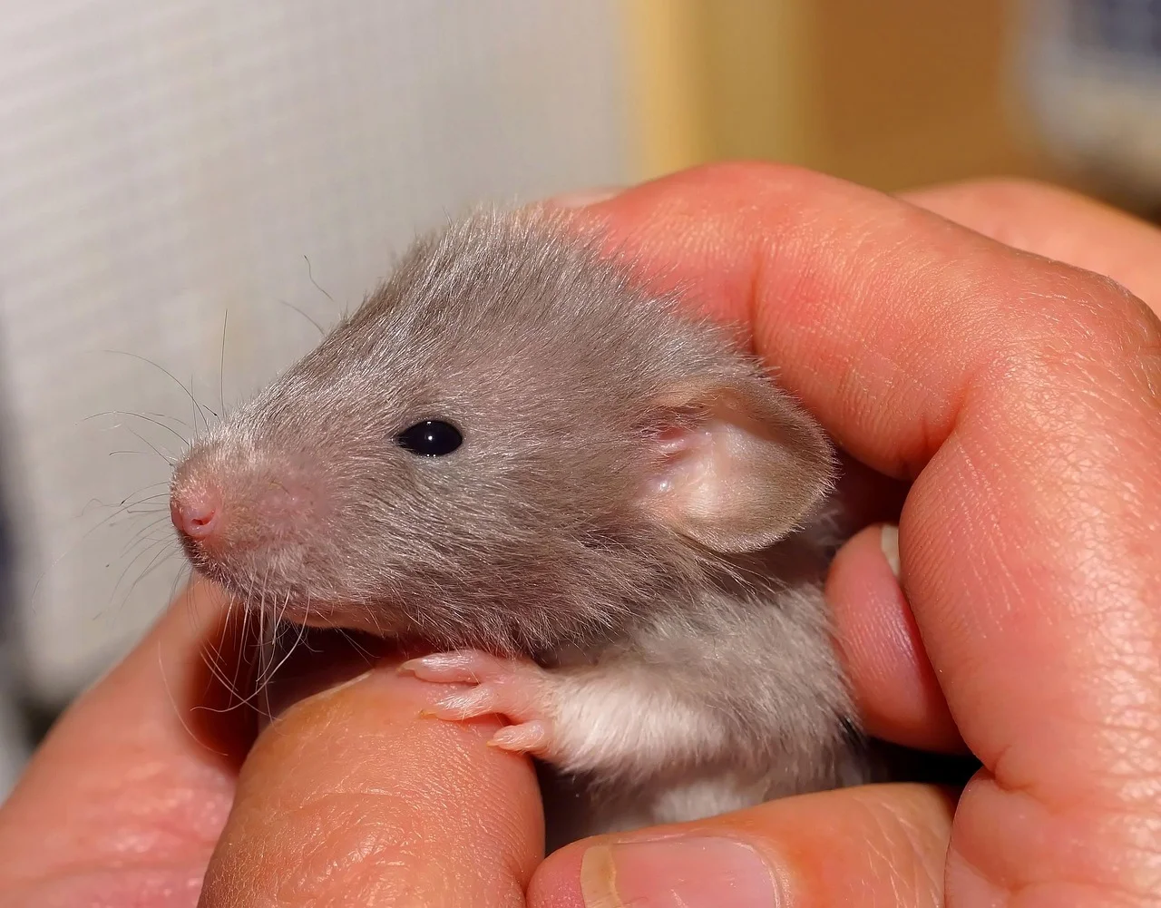 Comment éliminer les rats de votre maison de manière sûre et efficace ?
