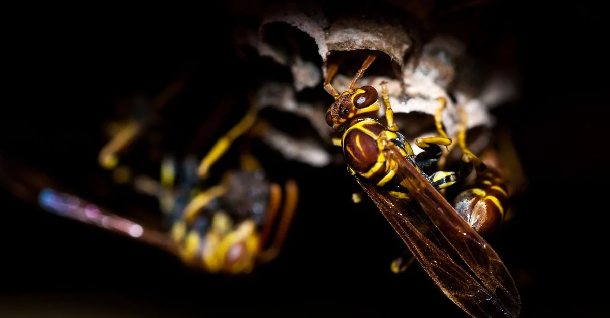 Gros plan détaillé de guêpes s'occupant de leur nid en papier, mettant en avant leur comportement naturel complexe.