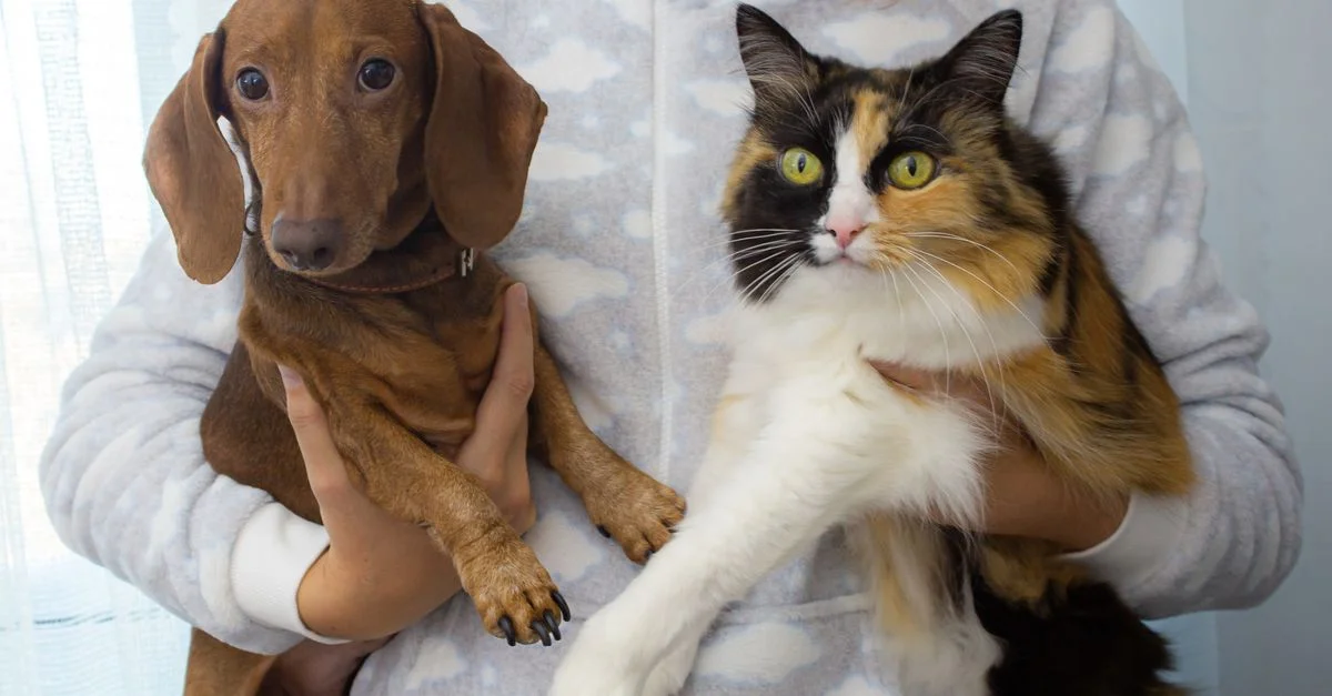 Gros plan d'un chien teckel et d'un chat calico tenus ensemble, mettant en valeur leur adorable complicité.