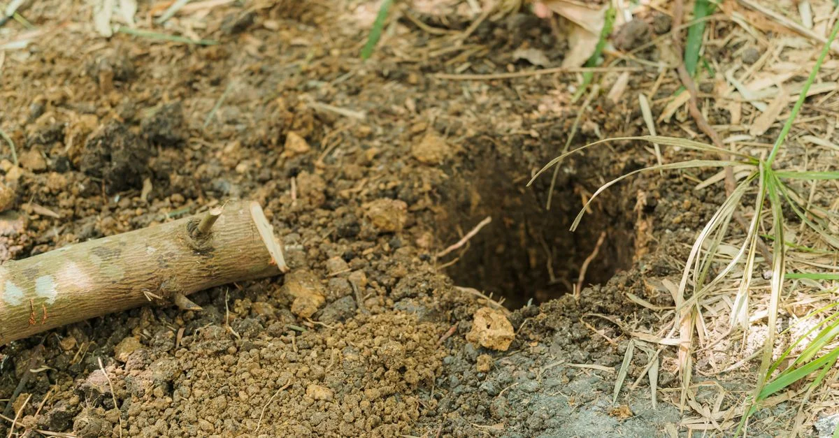 Image d'un trou fraîchement creusé dans le sol du jardin, entouré d'herbe avec un petit bâton à proximité.