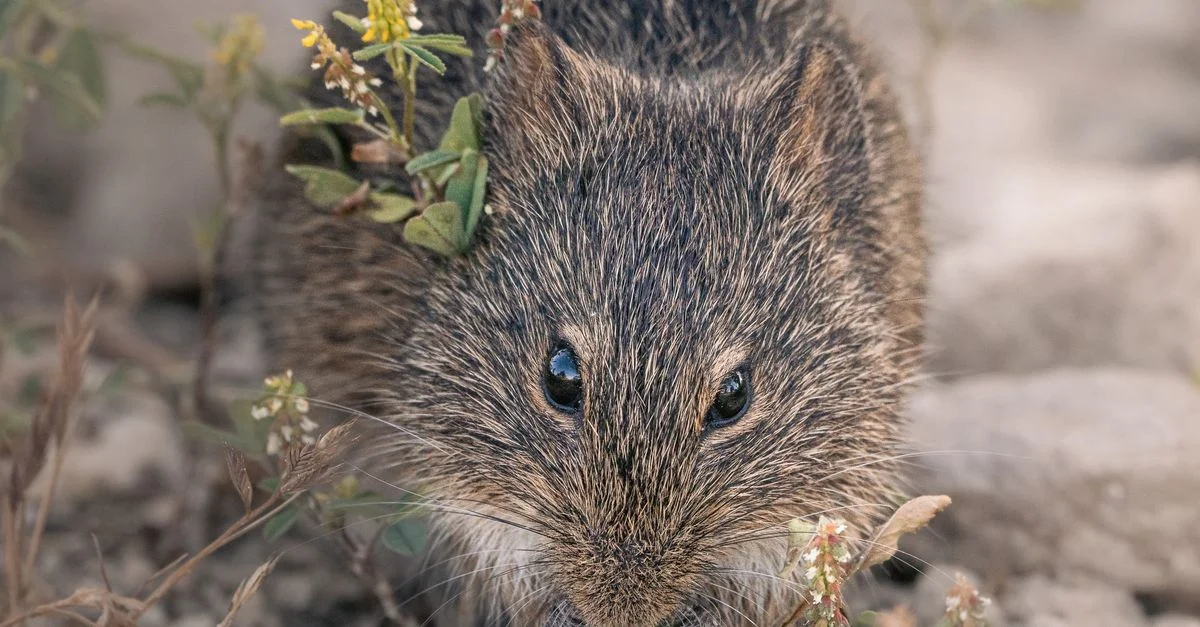 Gros plan détaillé d'un rongeur sauvage en train de chercher sa nourriture au milieu d'un feuillage naturel.