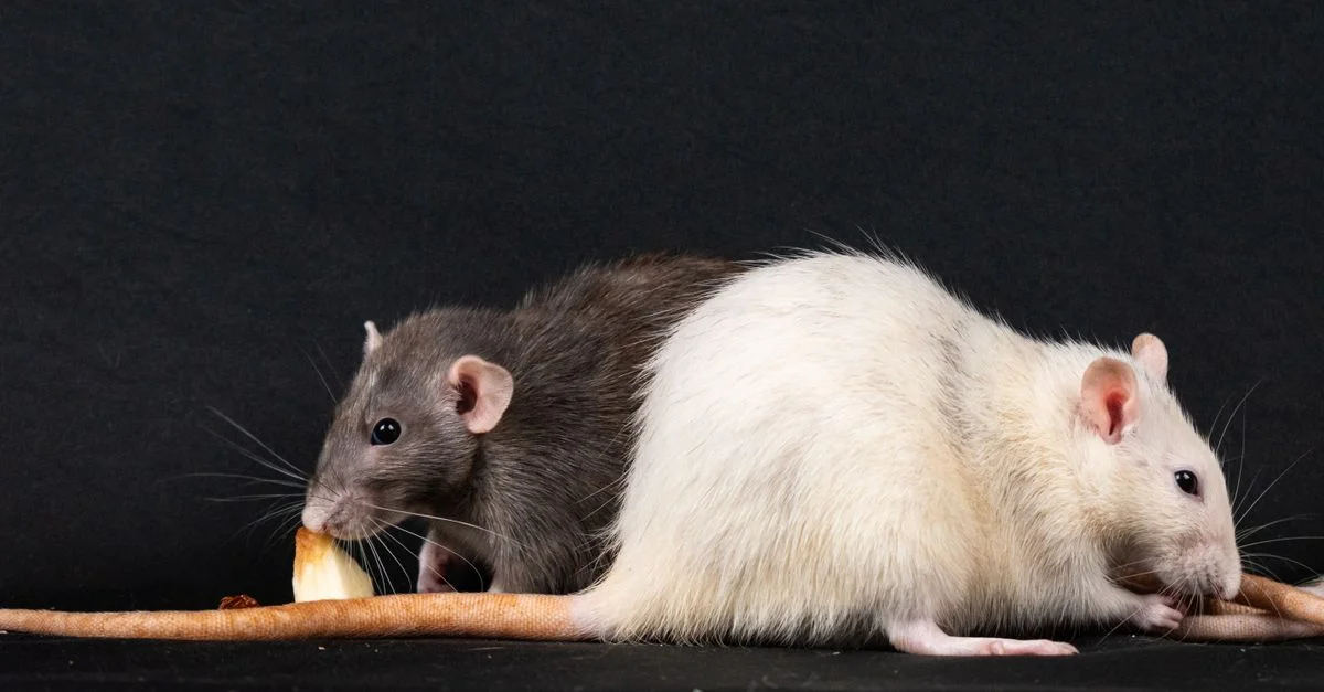 Deux rats de compagnie profitant de la nourriture sur fond noir, mettant en avant la companionship des rongeurs.