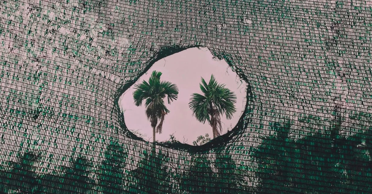 Vue de palmiers à travers un trou dans un filet à Ernakulam, en Inde.