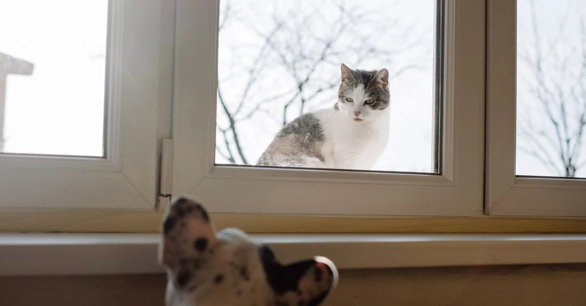 Un chat et un chien s'observent curieusement à travers une fenêtre en verre à Varsovie.