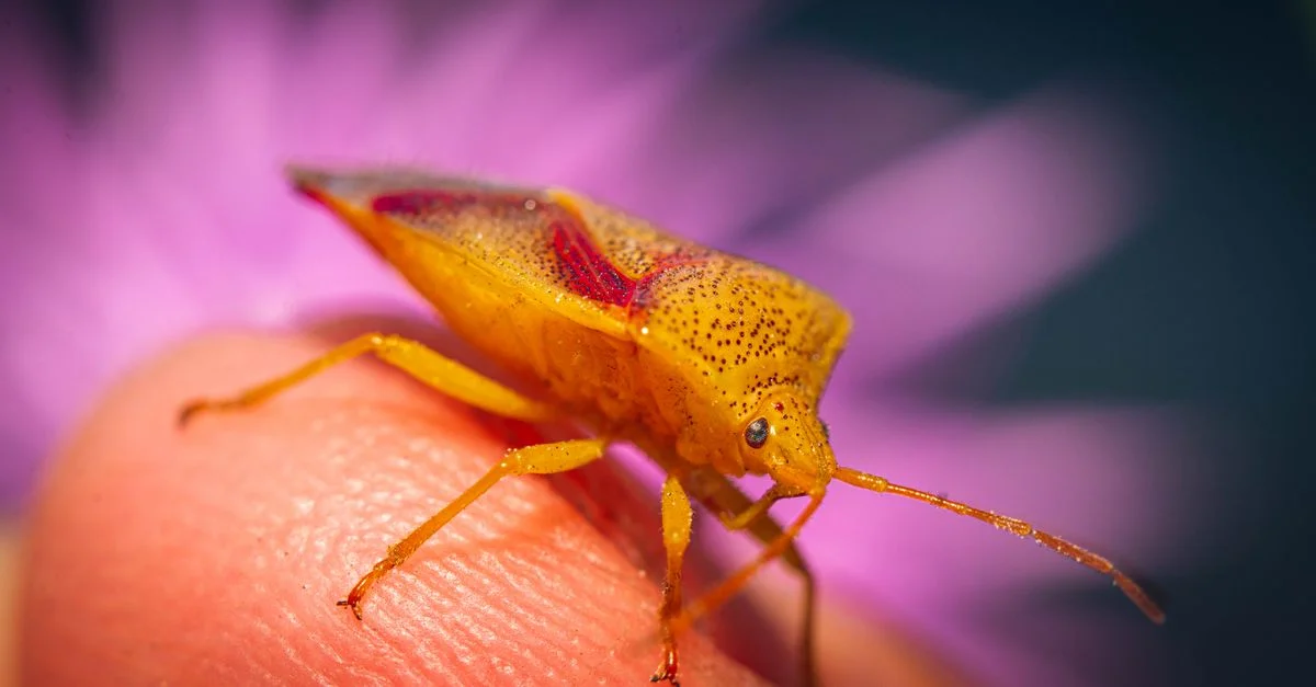 Gros plan détaillé d'un insecte puant jaune sur un doigt humain avec un fond de fleur violette.