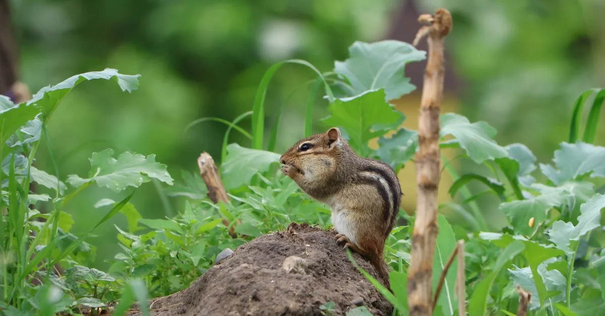 Un adorable tamia assis dans un jardin verdoyant à Burnsville, Minnesota, au printemps.