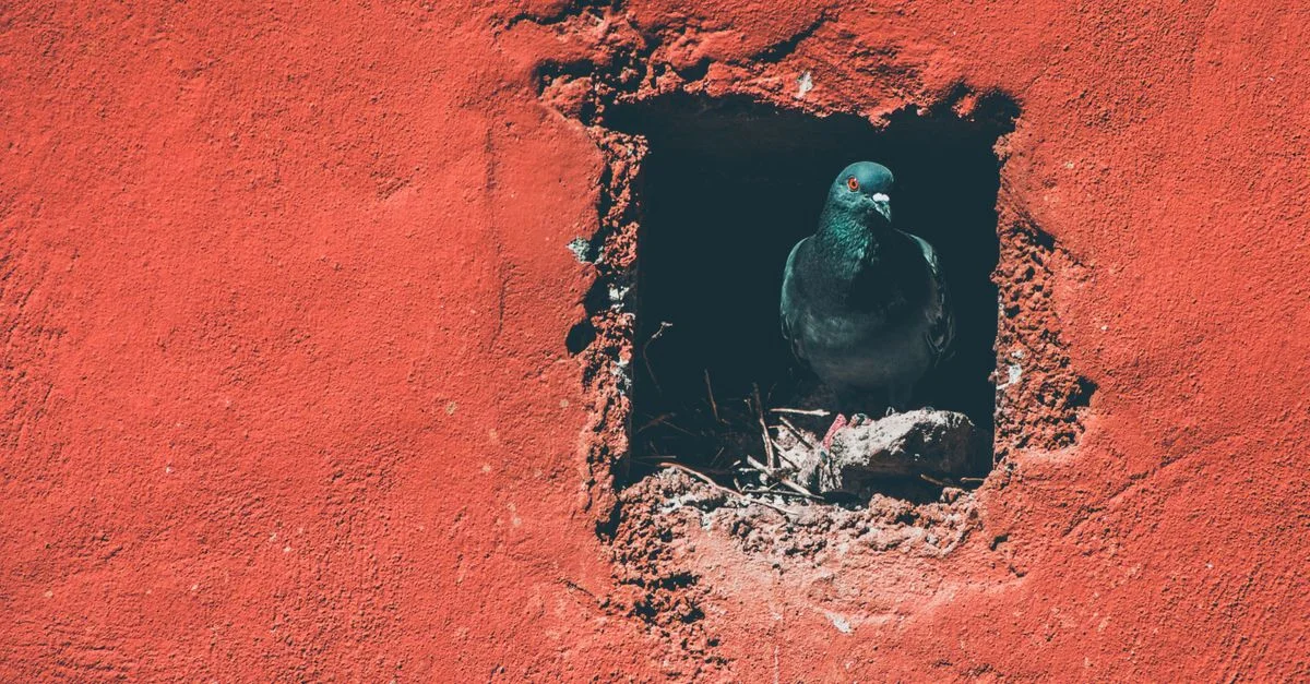 Un pigeon se repose à l'intérieur d'un trou dans un mur en briques rouges vives, créant un contraste frappant.