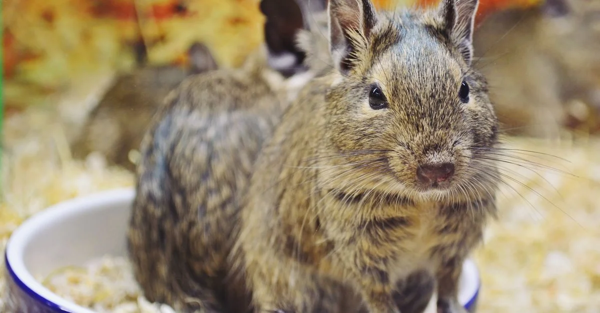 Des adorables rongeurs de Degu dans une animalerie, mis en valeur par une literie colorée et une ambiance lumineuse.
