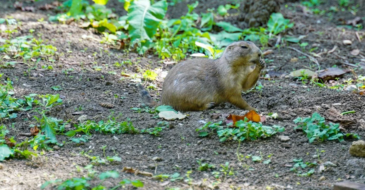 Un chien de prairie mangeant dans un jardin vert, entouré de terre et de feuillage, capturé dans son habitat naturel.
