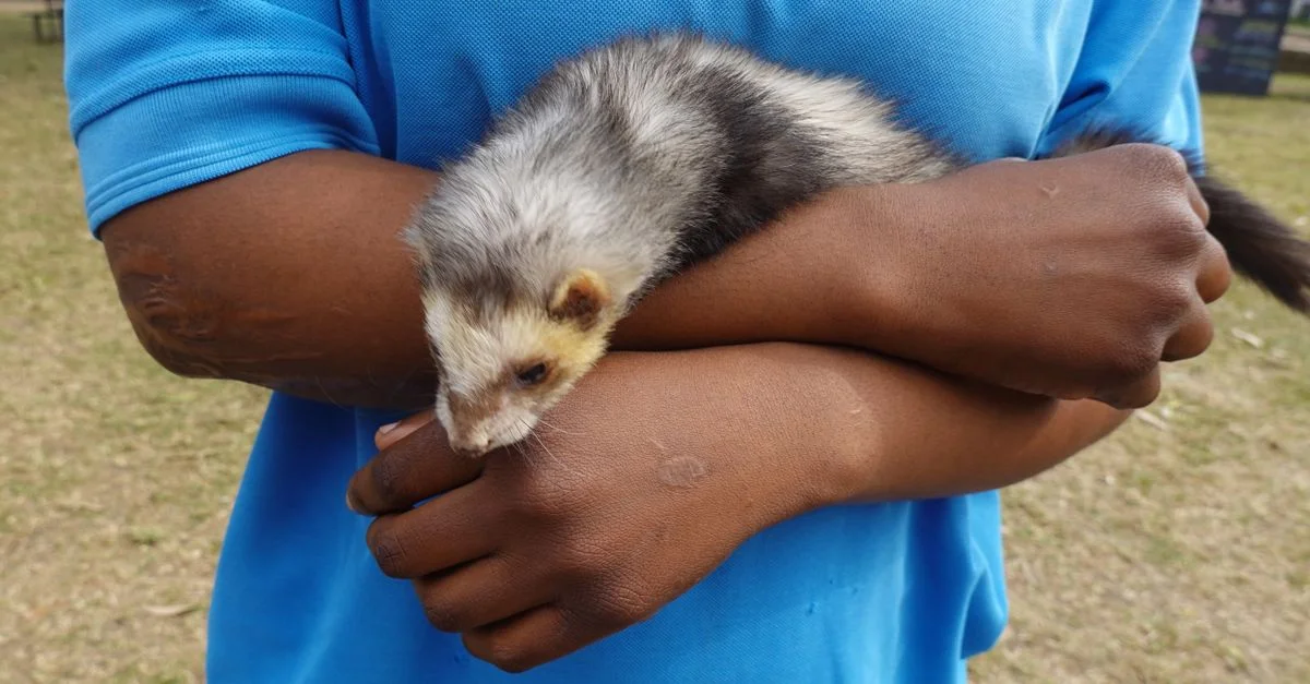 Gros plan d'un enfant en bleu tenant un joli furet dehors.