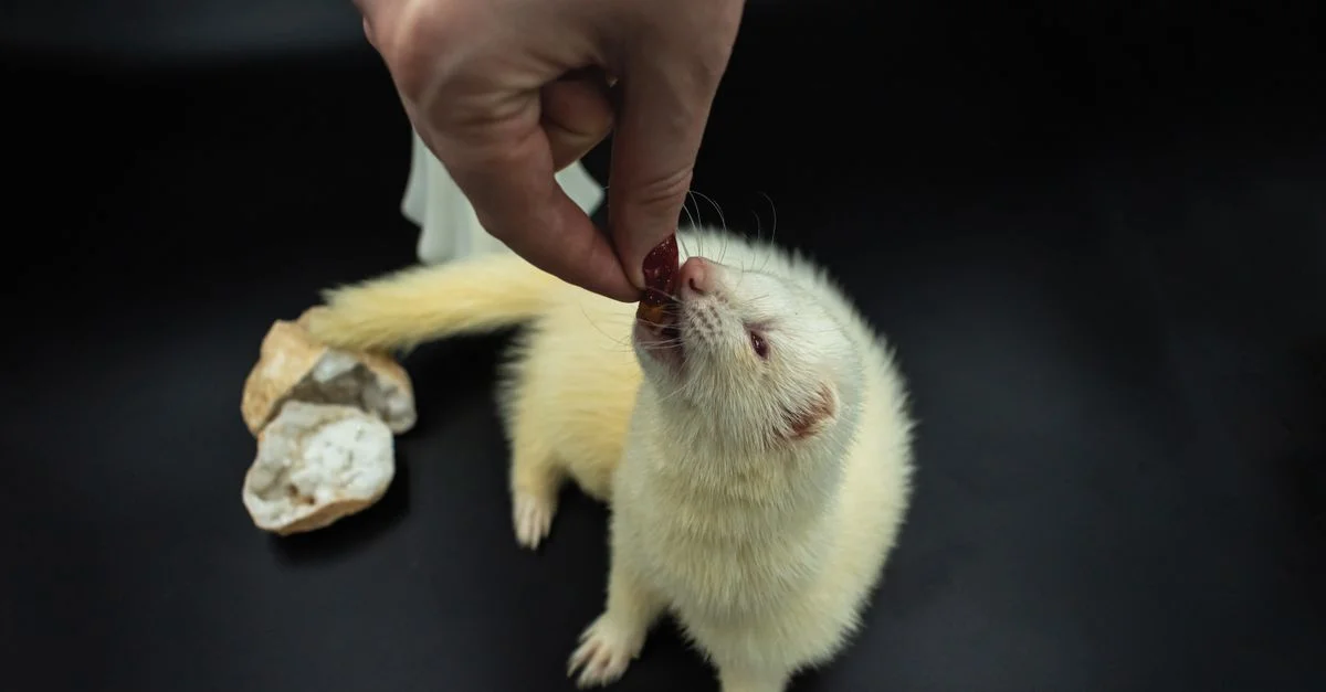 Un furet blanc tendant la patte pour être nourri par la main d'une personne sur un fond noir.