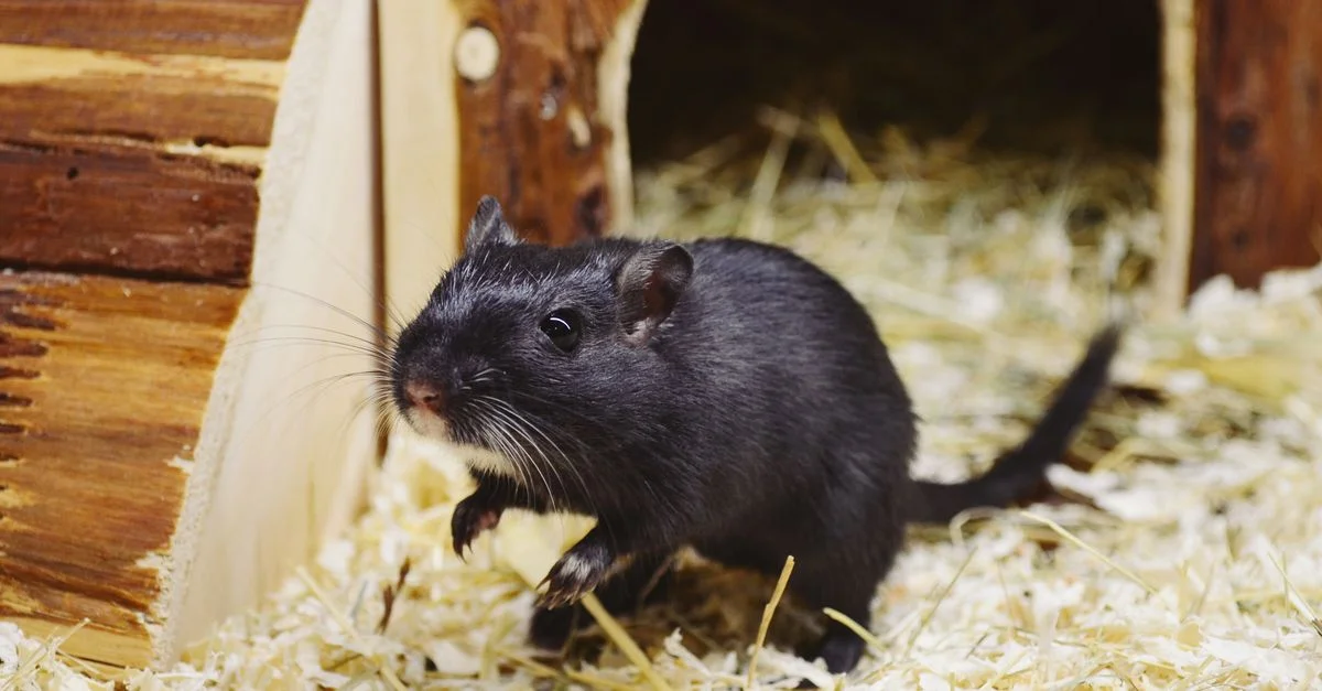 Adorable gerbille noire explorant dans une maison en bois confortable avec des copeaux de bois.