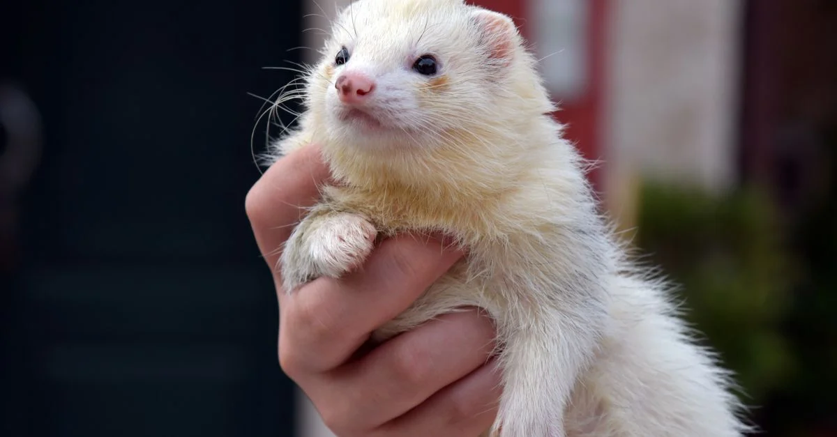 Un adorable furet tenu doucement par une main en extérieur, mettant en valeur son pelage duveteux.