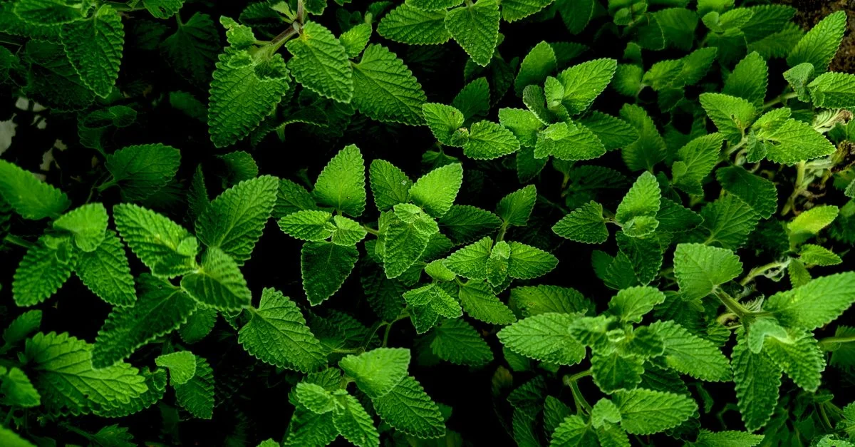 Gros plan vibrant de feuilles de menthe fraîche, mettant en valeur leur riche couleur verte et leur surface texturée.