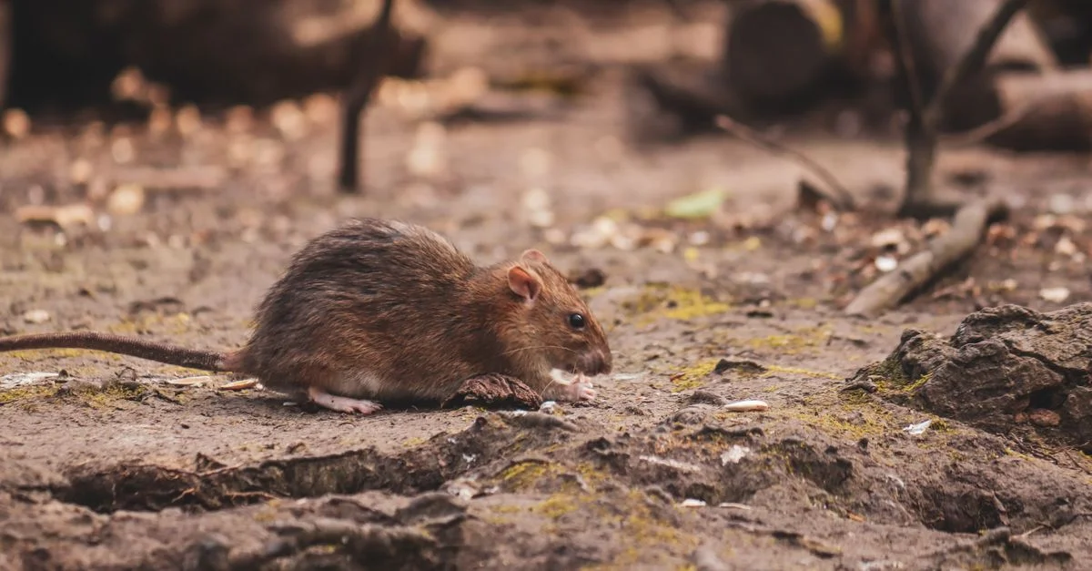 Un rat brun fouille sur le sol de la forêt, entouré de terre et de troncs, mettant en valeur son habitat naturel.