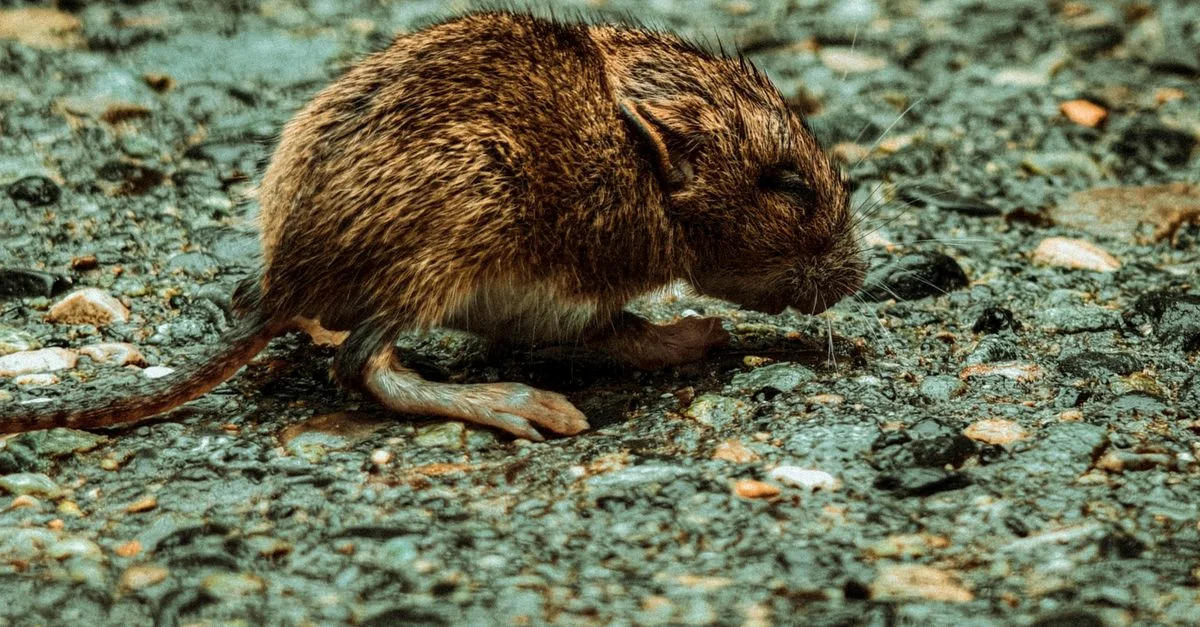 Souris des champs brune se reposant sur gravier. Texture et couleurs naturelles.