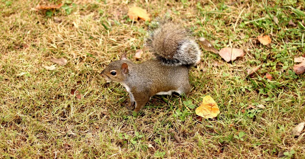 Écureuil gris de l'Est (Sciurus carolinensis) sur un champ herbeux avec des feuilles d'automne à Nashville.