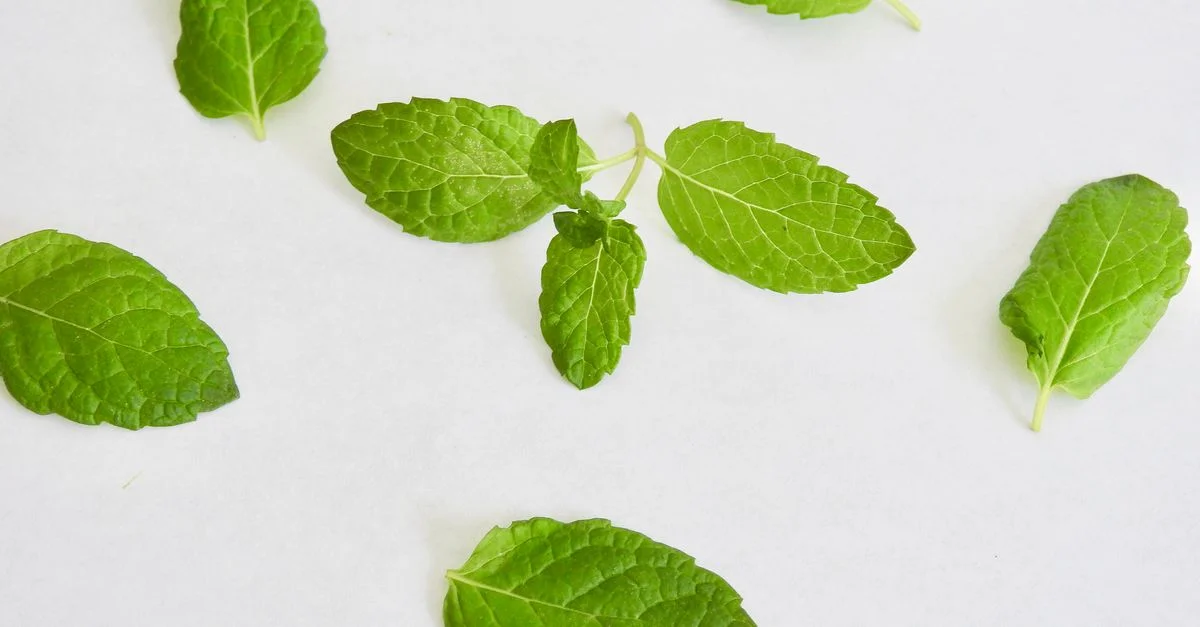 Un gros plan de feuilles de menthe fraîche dispersées sur une surface blanche, mettant en valeur leur couleur verte vive et leur texture.