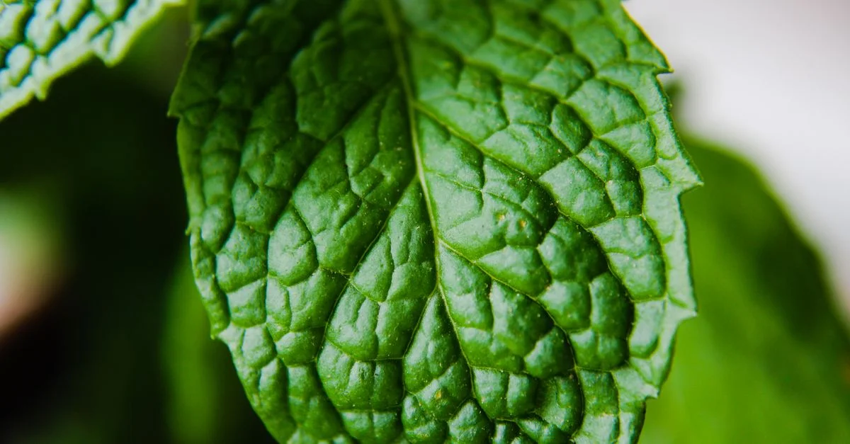 Gros plan d'une feuille de menthe verte vibrante mettant en valeur une texture et des détails complexes.