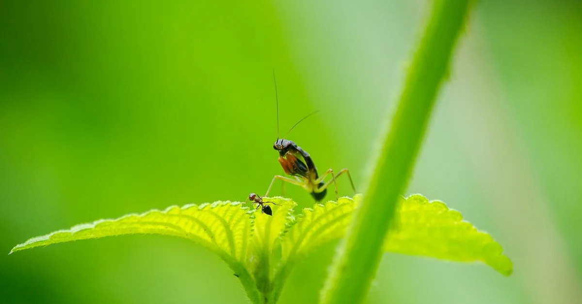 Photographie macro saisissante de deux insectes sur une feuille verte, mettant en évidence une interaction naturelle en gros plan.