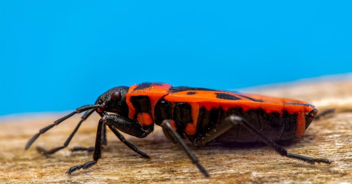 Gros plan macro détaillé de Spilostethus pandurus, l'insecte hémiptère rouge et noir, dans son habitat naturel.