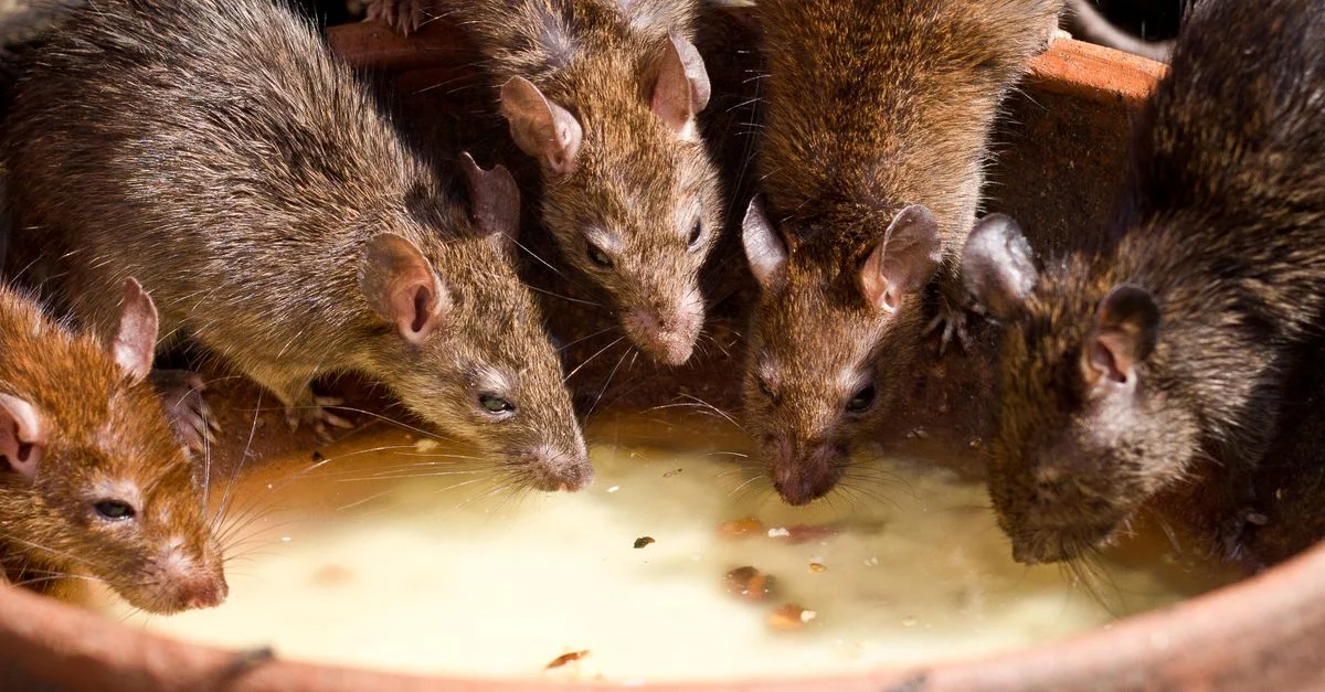 Un groupe de rats bruns buvant du lait dans un bol à l'extérieur, à la lumière naturelle.