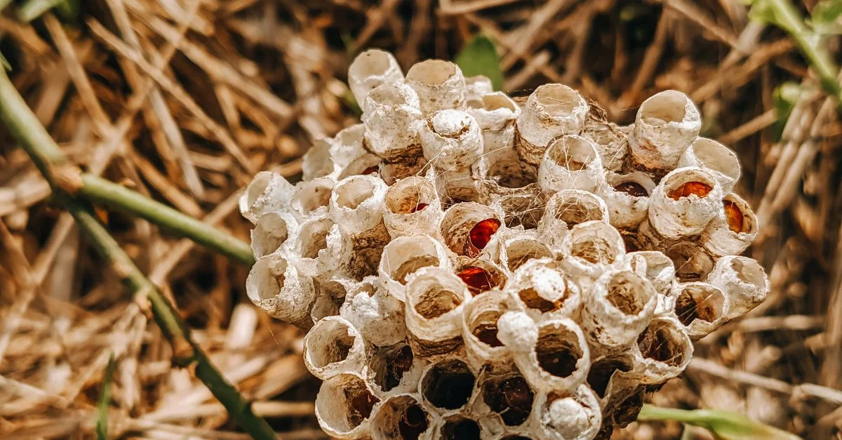 Vue détaillée d'un nid de guêpes présentant des motifs hexagonaux et des textures naturelles.