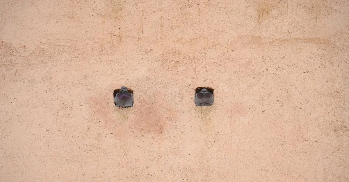 Deux pigeons émergent de petits trous dans le mur, créant une scène unique de faune urbaine.