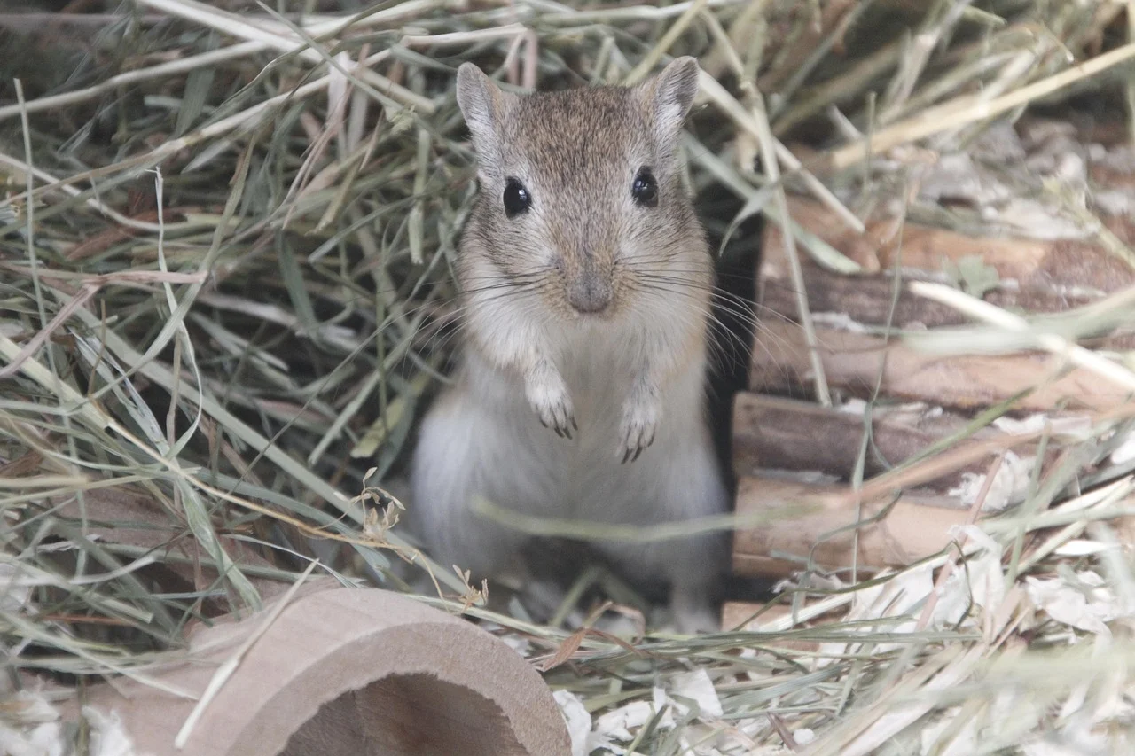 Stratégies provenantes d'experts en élimination de souris à appliquer à la maison