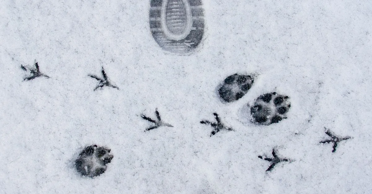 Empreinte de chaussure humaine à côté des traces d'oiseaux et de chiens dans la neige fraîche.