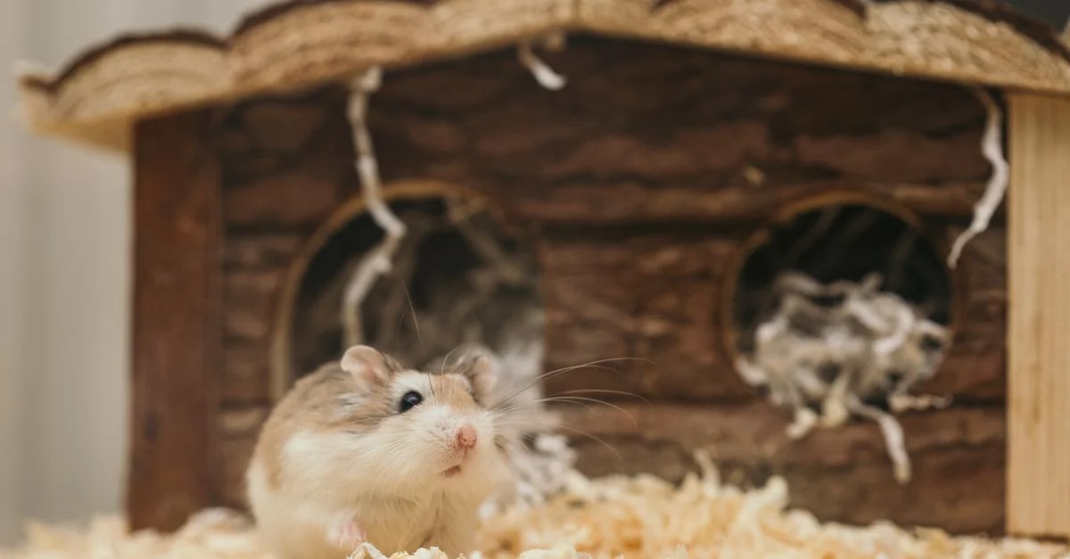 Un adorable hamster jette un œil hors d'une maison en bois, entouré de literie douce.