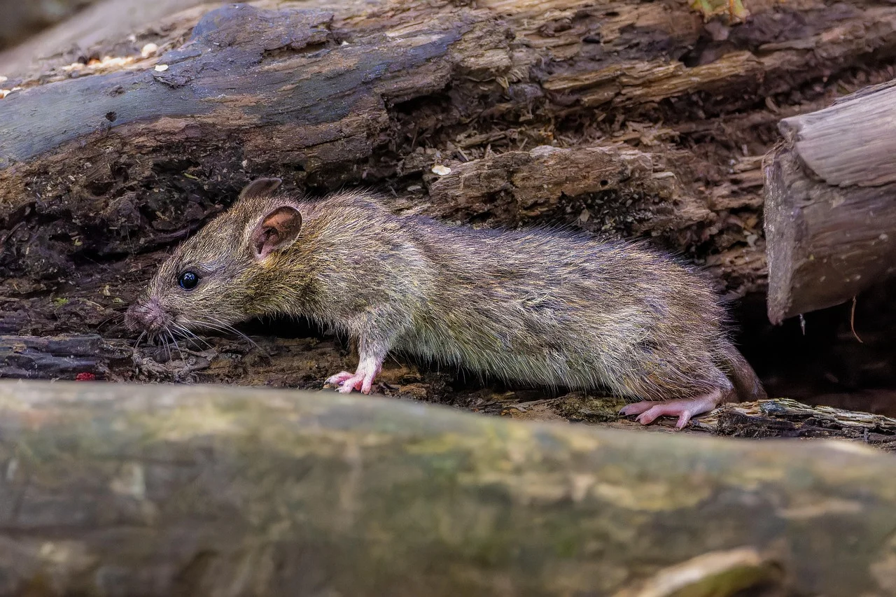 Tout ce que vous devez savoir sur les ravages causés par les rongeurs dans votre maison